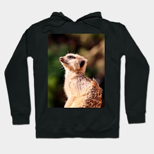 Meerkat Hoodie